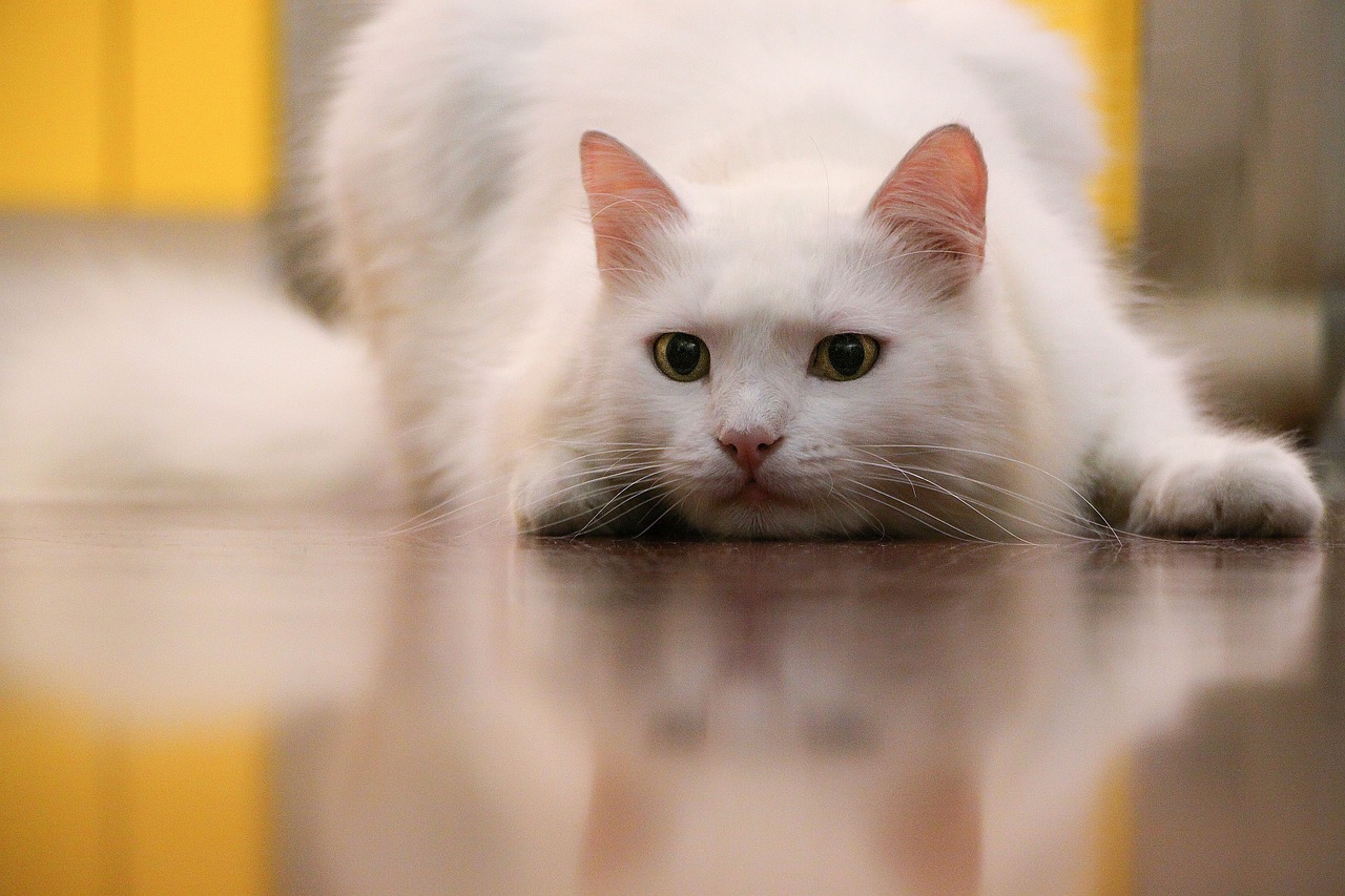 母猫健康与奶猫健康的关系母猫健康奶猫就健康吗图片  第1张